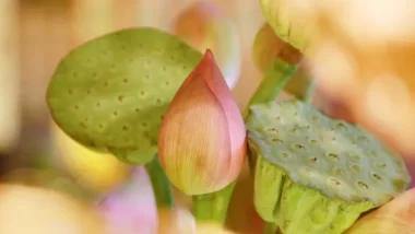 阅读录丨1苦,2累,3变,4忍,5容,6静,7舍,8做,9爱,10恨(经典)